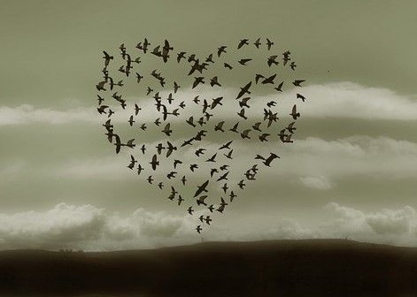 aşk kuş